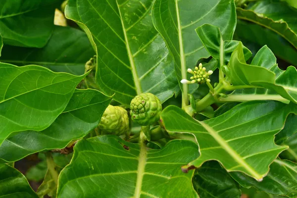 Ωρίμανση Noni Φρούτων Ένα Στέλεχος Πράσινα Φύλλα — Φωτογραφία Αρχείου