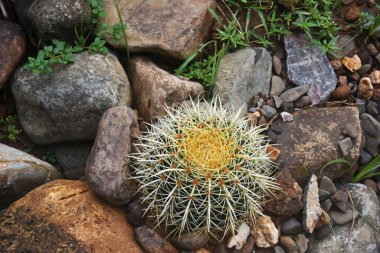 Taşların arasında beyaz dikenli küçük yuvarlak yeşil kaktüsler.