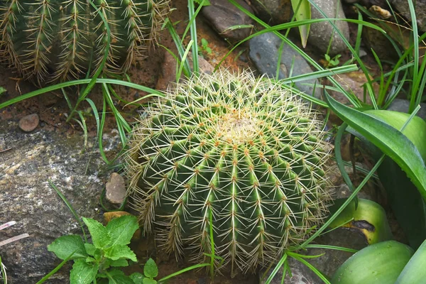 Small Rounded Green Cactus White Thorns Stones — Stock Photo, Image