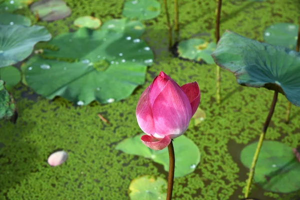 Pink Lotus Bud Lit Sun Background Pond Overgrown Duckweed — Stock Photo, Image