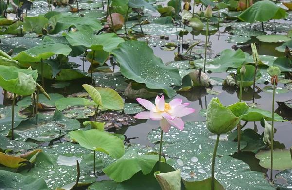 Лотосное Озеро Один Розовый Цветок Лотоса — стоковое фото