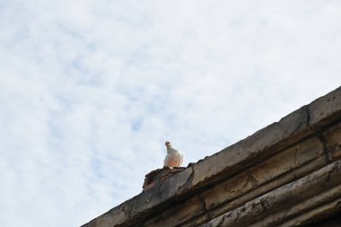 Güneş tarafından aydınlatılan beyaz bir güvercin, eski bir binanın taş çatısında oturur.