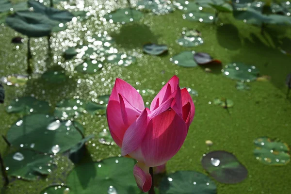 Flor Lótus Rosa Florescente Iluminada Pelo Sol Fundo Uma Lagoa — Fotografia de Stock