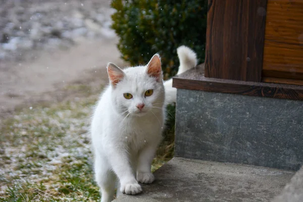Приваблива британська біла кішка з золотими очима, що стоїть і дивиться на камеру в природі, вид спереду.. — стокове фото