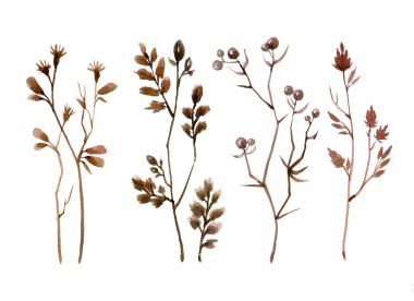 Bahar söğüt dalları, tomurcuklar ve kuru otlarla bembeyaz arka planda izole edilmiş şifalı otlar. Suluboya el çizimi çizimi