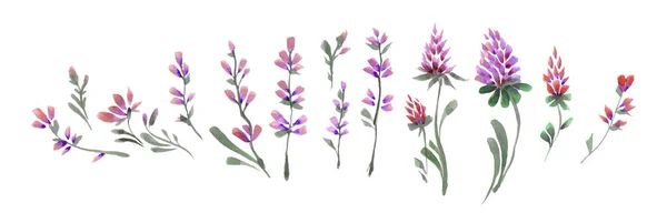 Akwarela Ręcznie Rysowane Fioletowe Kwiaty — Zdjęcie stockowe