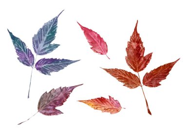 Sonbahar akçaağaç yaprakları beyaz arkaplanda izole bir şekilde dökülüyor