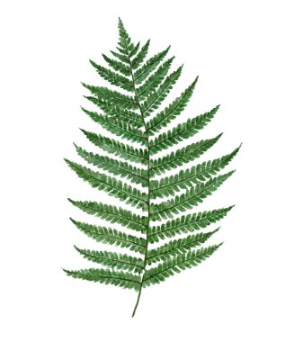 Yeşil palmiye izinli suluboya çizimi