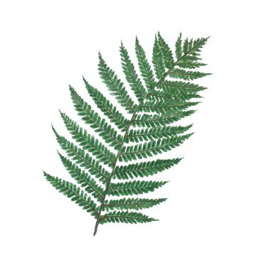 Yeşil yapraklar beyaz, yeşil yapraklar tropikal yapraklardan..