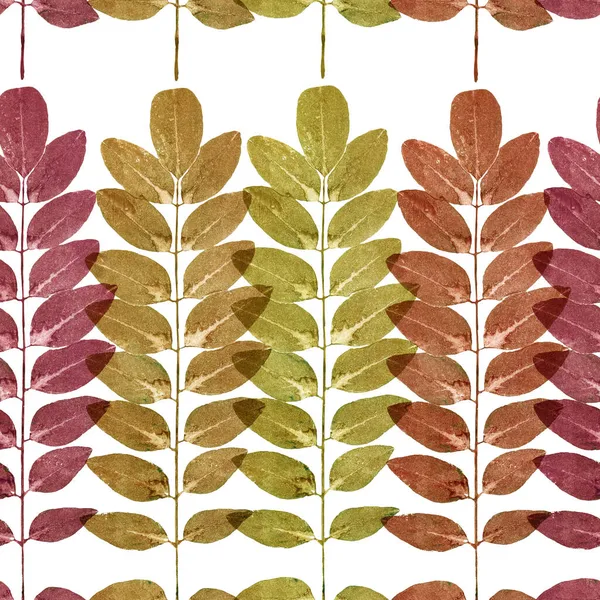 Jesienny Wzór Kolorowych Liści Kwiatowych Białym Tle — Zdjęcie stockowe