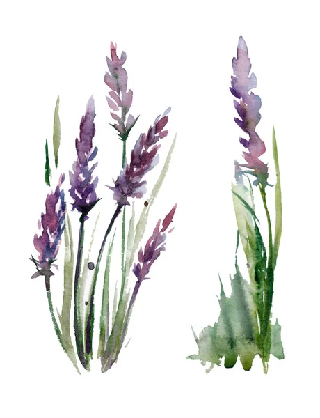 Aquarela Bunch Flores Lavanda Fundo Branco — Fotografia de Stock