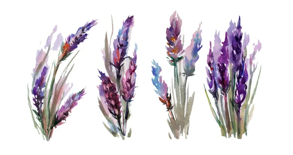 Aquarell Provance Lavendel Set Vorhanden Blumen Isoliert Auf Weißem Hintergrund — Stockfoto