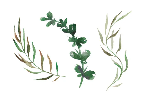 Akvarell Készlet Erdei Növények Gyűjtemény Bazsalikommal Levelekkel Őszi Nyári Tavaszi — Stock Fotó