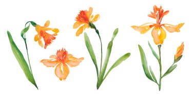 Beyaz güvertede suluboya narsisler