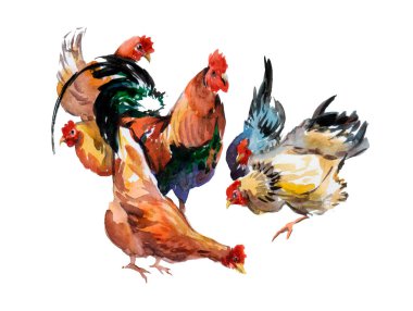 Şirin horoz ve tavuk. Suluboya çizimi. Tavuk ailesi. Çiftlik hayvanları. Evcil hayvanlar. Vahşi yaşam.