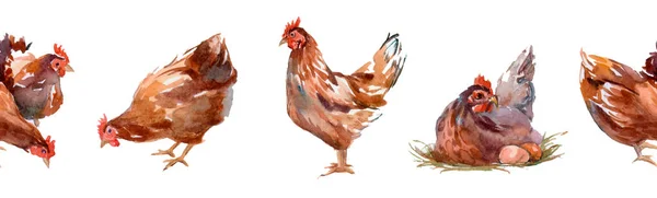 Flock Chickens Including Hens Roosters — Stock Photo, Image