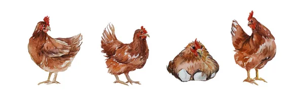 Colecție Găini Acuarelă Portocaliu Roșu Cocoși — Fotografie, imagine de stoc