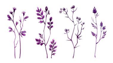 Beyaz arka planda mor renkte ev bitkisi dalları bırakır. Çok peri, yılın rengi 2022. Renkli bir kavram. Seçici odak