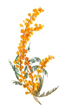 Bahar çiçekleri ve beyaz arka planda dalları olan el yapımı suluboya çizimi. Resim gösterilerinde mimoza. Renkli resimleme