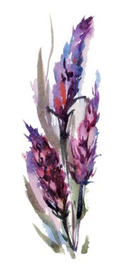 Beyaz arkaplanda yalıtılmış lavanta buketi