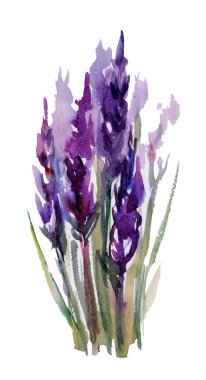 Beyaz arkaplanda lavanta çiçekleri izole