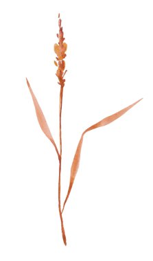 Beyaz arka plan, buğday Başak bitki, örnek buğday Başak buğday Başak