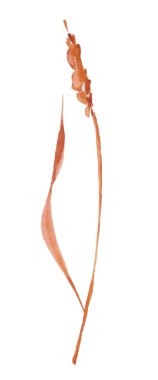 Sıcak renklerde beyaz bir arkaplanda suluboya çizimi. Kurumuş çiçek dalı. Sonbahar motifi.