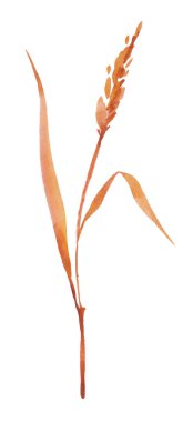 Arpa. Malt olsun. Buğdayın suluboya ilüzyonu