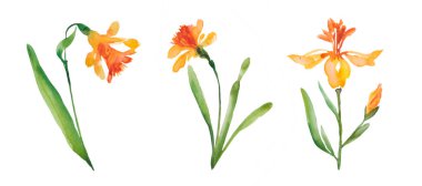 Suluboya nergis çiçeği beyaz üzerine izole edilmiş farklı pozisyonlarda. Beyaz ve sarı narsist bahar çiçeği.