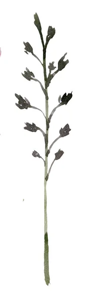 Száraz Virág Liliom Közel Fehér Háttér Akvarell Virág Minimális Virágkártya — Stock Fotó