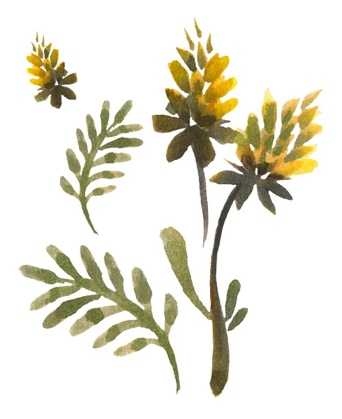 Gelbe Aquarellblumen Auf Weißem Hintergrund — Stockfoto