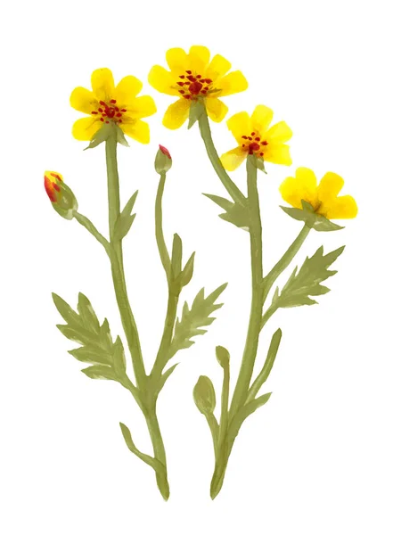 Gele Aquarel Bloemen Witte Achtergrond — Stockfoto