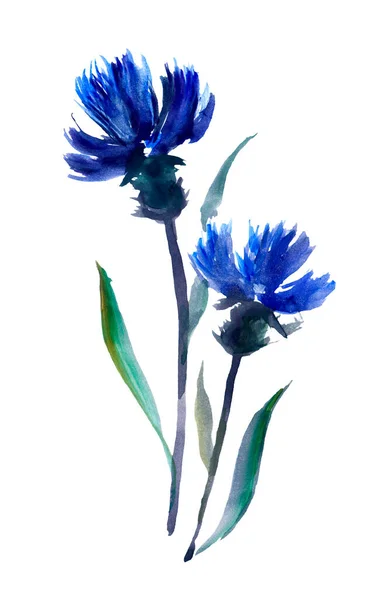 Aquarelle Bleuets Fleurs Sauvages Violettes — Photo