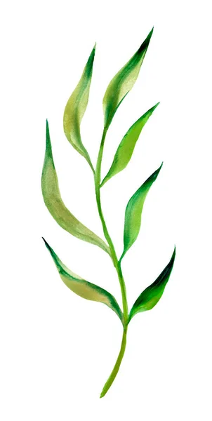 Зелене Листя Чаю Акварельна Гілка — стокове фото