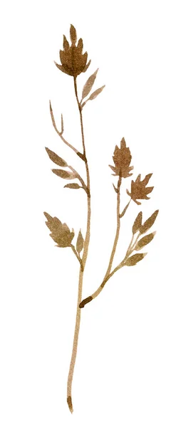 Крупный План Коричневые Сухие Листья Цветок Белым Фоном Природный Фон — стоковое фото