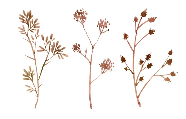 Set Flori Sălbatice Uscate Presate Frunze Izolate — Fotografie, imagine de stoc