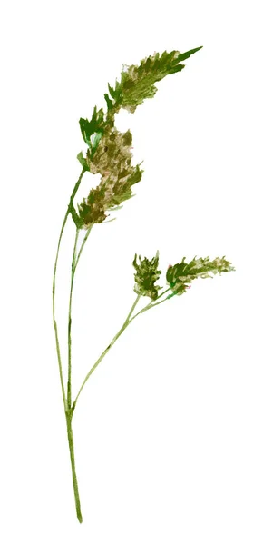 Aquarel Illustratie Van Geïsoleerde Wilde Veld Bloem Bladeren Botanische Illustratie — Stockfoto