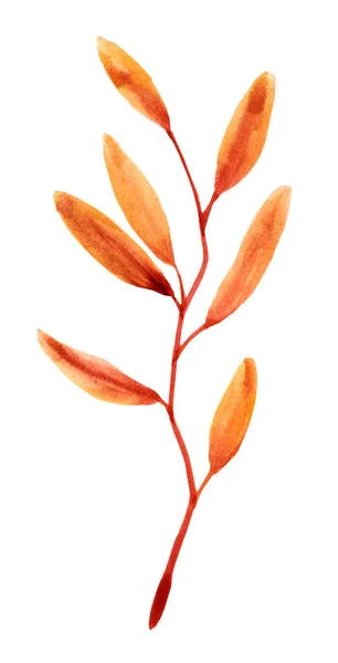 유칼립투스 채색이다 색깔의 낙엽을 배경에 — 스톡 사진