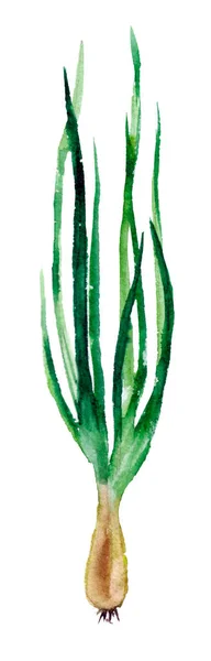Pióra Zielonej Cebuli Izolowane Białym Tle — Zdjęcie stockowe