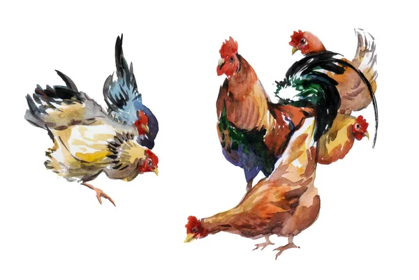 Akvarell Grupp Färgglada Kyckling Trädgården Jordbruk — Stockfoto