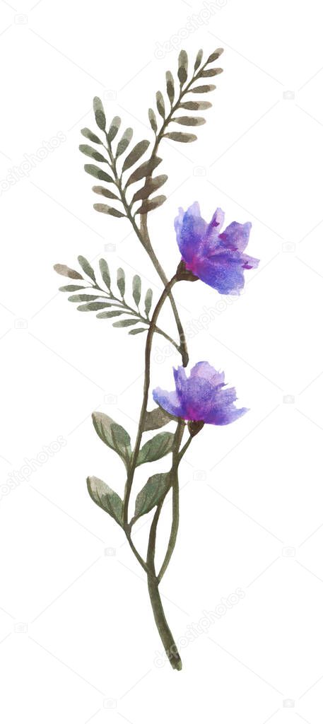 Oleander, Sweet Oleander, Rose Bay tree, Closeup beautiful blue-purple flower bouquet on green leaves isolated on white background. The side of blue-violet blooming flowers bush.