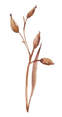 Beyaz arkaplanda izole edilmiş suluboya haşhaş kutuları ve sapları