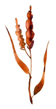 Beyaz arka planda izole edilmiş iki buğday başağı suluboya. Üst görünüm