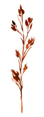 Suluboya, kuru, basılmış yabani çiçek ve bitki beyaz arka planda izole edilmiş. Botanik koleksiyonu