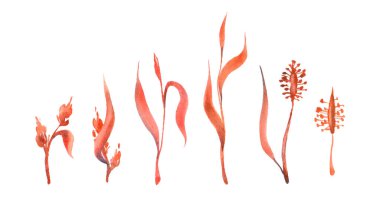 Üç kuru çiçek seti, ıssız..