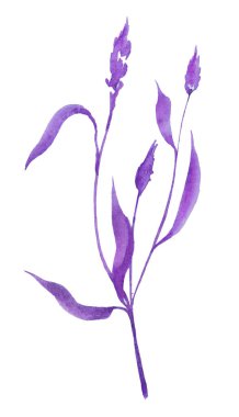 Bahar çiçeği tropikal arka planı. Beyaz, yumuşak odak noktasında izole edilmiş, parlak açık mor renkli Anthurium yaprakları. 2022 'nin rengi, çok peri.