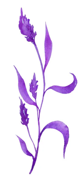 Akvarell Violett Blad Isolerad Vit Bakgrund — Stockfoto