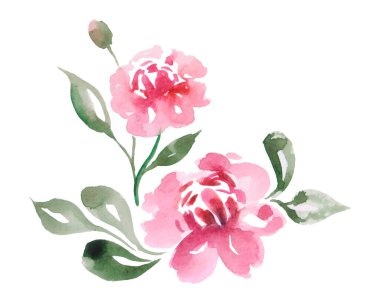 Çiçek açan suluboya pembe çiçek dalı beyaz arkaplanda izole
