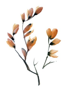 Vahşi üzümlerin suluboya dalları