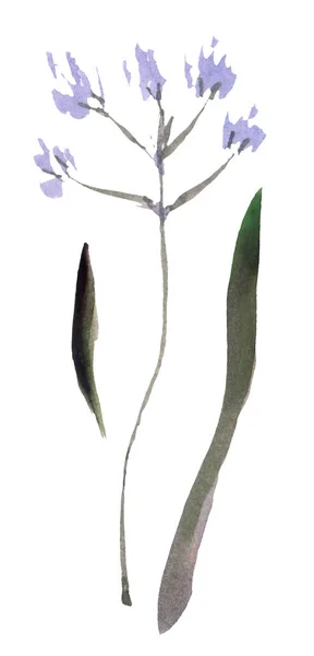 Modré Dítě Dech Gypsophila Suché Květiny Bílém Pozadí — Stock fotografie
